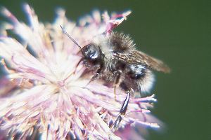 Bombus (Psithyrus) bohemicus Bombus (Psithyrus) bohemicus
