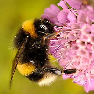Hummel-Arten: Bombus cryptarum