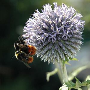 Bombus lapidarius, Kopula Bombus lapidarius, Kopula
