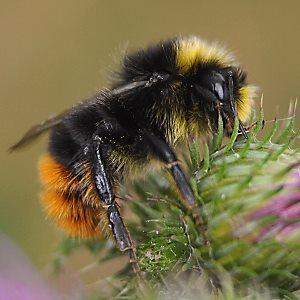 Bombus lapidarius, M Bombus lapidarius, M