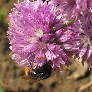 Bombus lapidarius, W N Bombus lapidarius, W N
