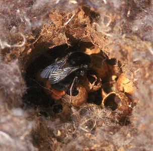 Bombus lapidarius, W Bombus lapidarius, W