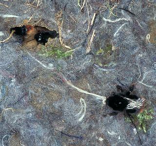 Bombus lapidarius, A Bombus lapidarius, A