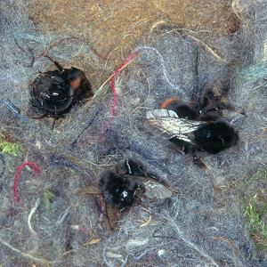 Bombus lapidarius, A Bombus lapidarius, A