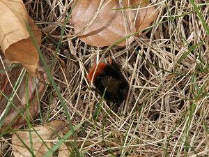 Bombus lapidarius, W Bombus lapidarius, W