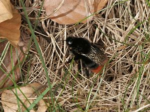 Bombus lapidarius, W Bombus lapidarius, W