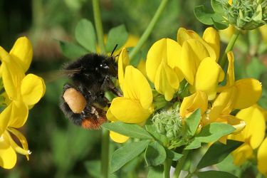 Bombus lapidarius, W Bombus lapidarius, W