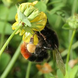 Bombus lapidarius, W Bombus lapidarius, W