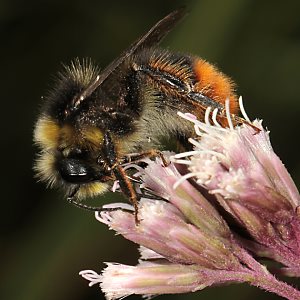 Bombus lapidarius, A Bombus lapidarius, A