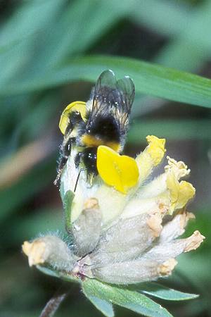 Bombus lucorum, A Nr Bombus lucorum, A Nr