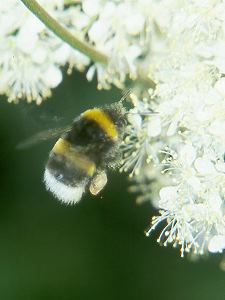 Bombus lucorum, A P Bombus lucorum, A P
