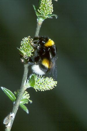 Bombus lucorum, W N Bombus lucorum, W N