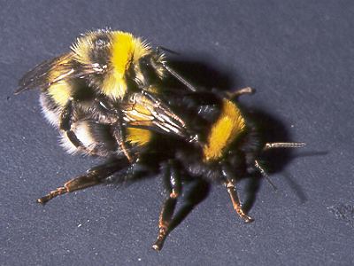 Bombus lucorum, W&M. Bombus lucorum, W&M.