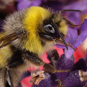 Bombus lucorum, M N Bombus lucorum, M N