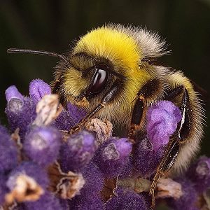 Bombus lucorum, M N Bombus lucorum, M N
