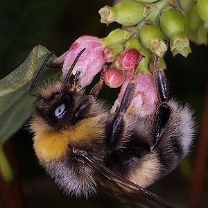 Bombus lucorum, M Bombus lucorum, M