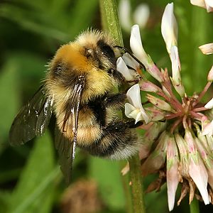 Bombus lucorum, M N Bombus lucorum, M N