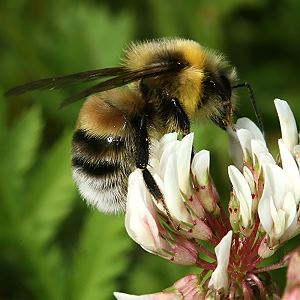 Bombus lucorum, M N Bombus lucorum, M N