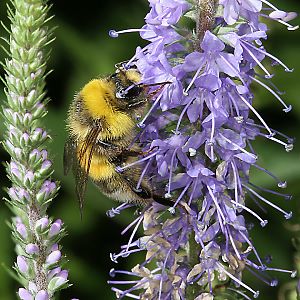 Bombus lucorum, M N Bombus lucorum, M N