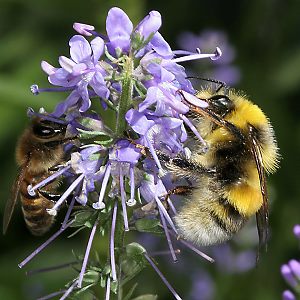 Bombus lucorum, M N Bombus lucorum, M N