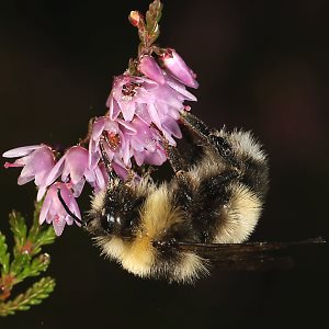 Bombus lucorum, M Bombus lucorum, M