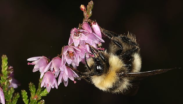 Bombus lucorum, M Bombus lucorum, M