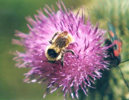 Bombus mesomelas, A Bombus mesomelas, A