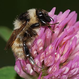Bombus mesomelas, A Bombus mesomelas, A