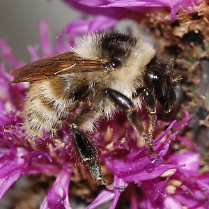 Bombus mesomelas, A Bombus mesomelas, A