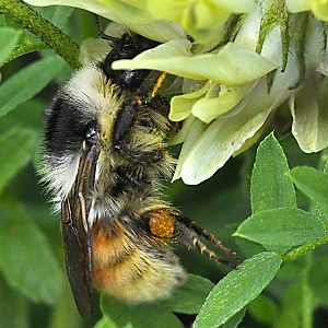 Bombus mesomelas, W Bombus mesomelas, W