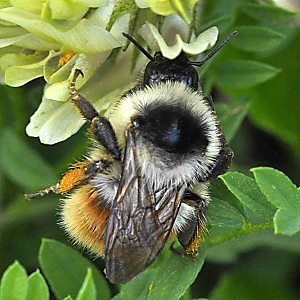 Bombus mesomelas, W Bombus mesomelas, W