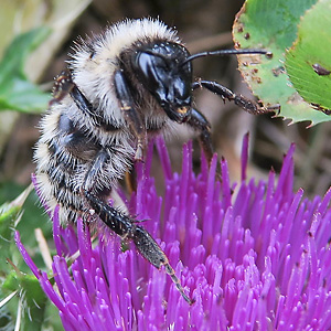 Bombus mesomelas, W Bombus mesomelas, W