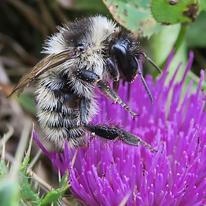 Bombus mesomelas, W Bombus mesomelas, W