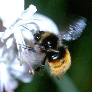 Hummel-Arten: Bombus monticola bzw. lapponicus
