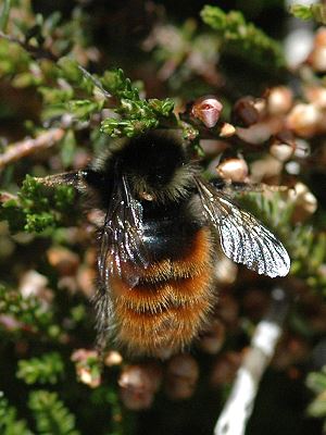 Hummel-Arten: Bombus monticola bzw. lapponicus