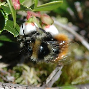 Hummel-Arten: Bombus monticola bzw. lapponicus