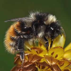 Hummel-Arten: Bombus monticola bzw. lapponicus