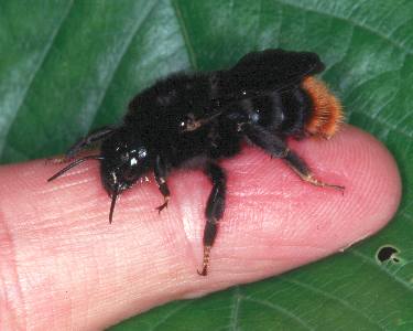 http://www.wildbienen.de/b_rupe13.jpg http://www.wildbienen.de/b_rupe13.jpg