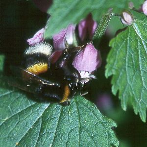 Bombus terrestris, W Nr Bombus terrestris, W Nr