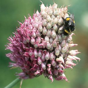 Bombus terrestris, W Nr Bombus terrestris, W Nr