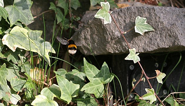 Bombus terrestris, Nest Bombus terrestris, Nest