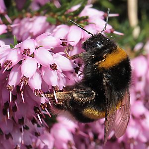 Bombus terrestris, W an Calluna Bombus terrestris, W an Calluna