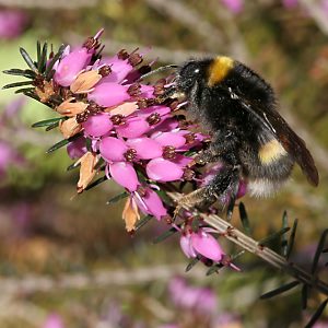 Bombus terrestris, W an Calluna Bombus terrestris, W an Calluna
