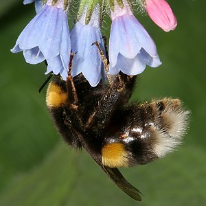 Bombus terrestris, W Bombus terrestris, W