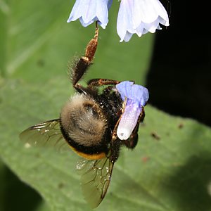 Bombus terrestris, W Bombus terrestris, W
