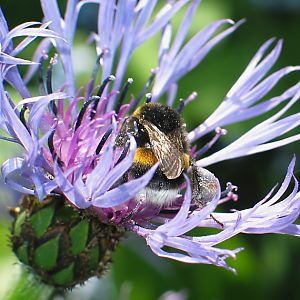 Bombus terrestris, W Bombus terrestris, W