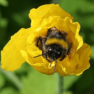 Bombus terrestris, W Bombus terrestris, W