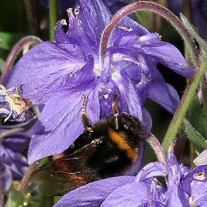 Bombus terrestris, W: Nektarraub (1) Bombus terrestris, W: Nektarraub (1)