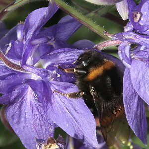 Bombus terrestris, W: Nektarraub (2) Bombus terrestris, W: Nektarraub (2)
