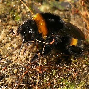 Bombus terrestris, W Bombus terrestris, W